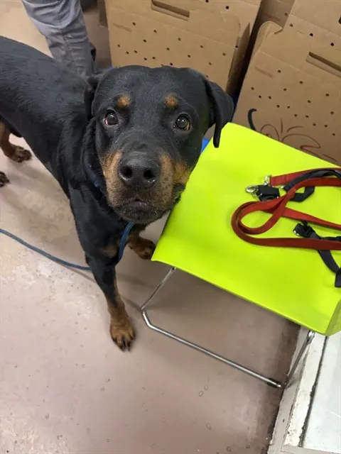 Adoptable Dog