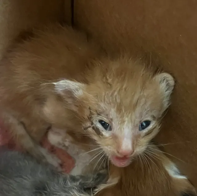 Adoptable Cat