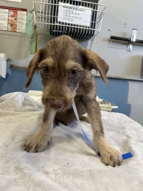 Adoptable Dog