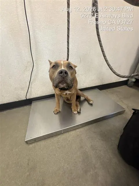 Adoptable Dog
