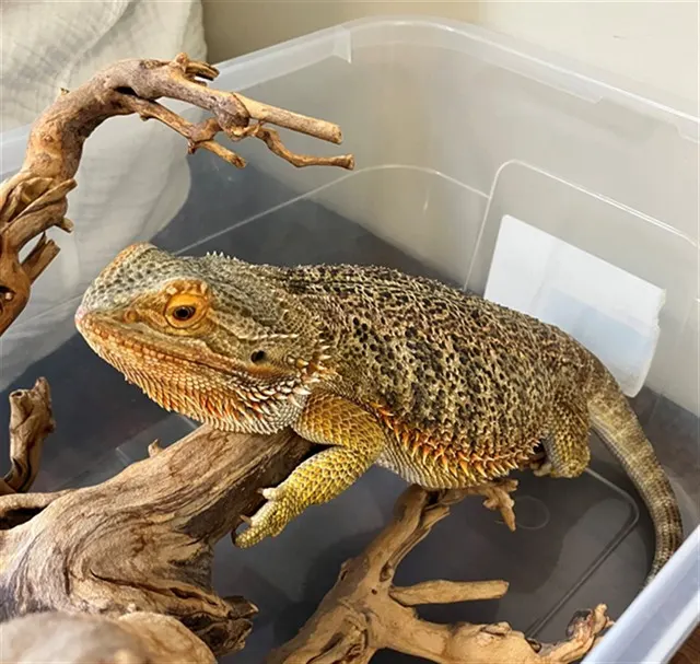 Luci