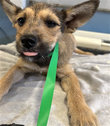 Adoptable Dog