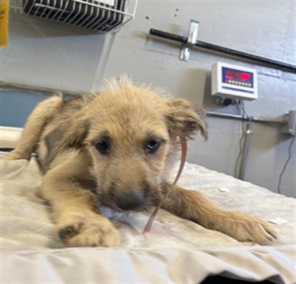Adoptable Dog