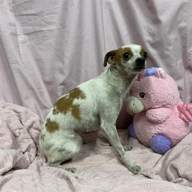 Adoptable Dog