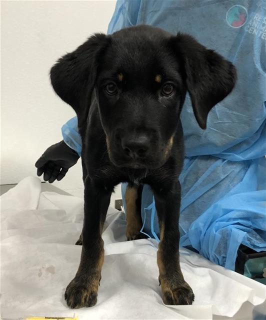 Adoptable Dog