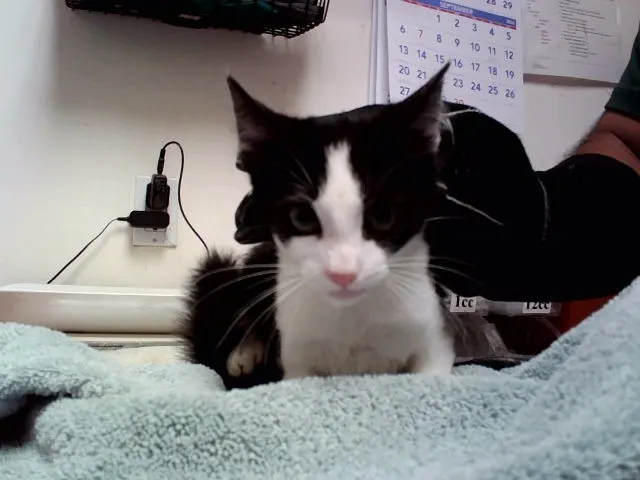 Adoptable Cat