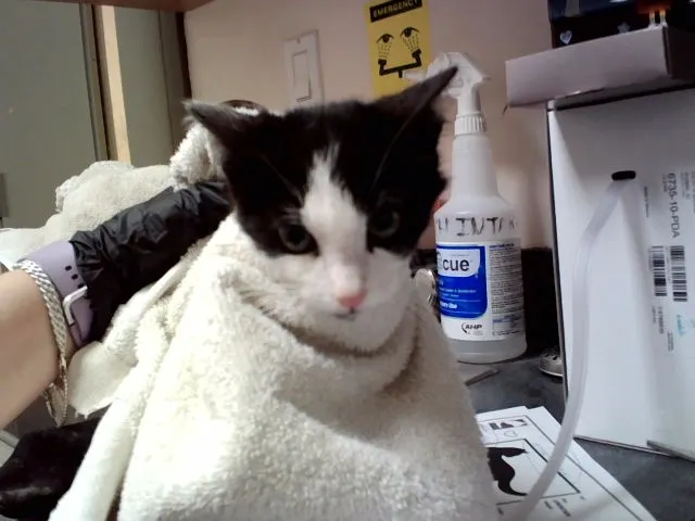 Adoptable Cat
