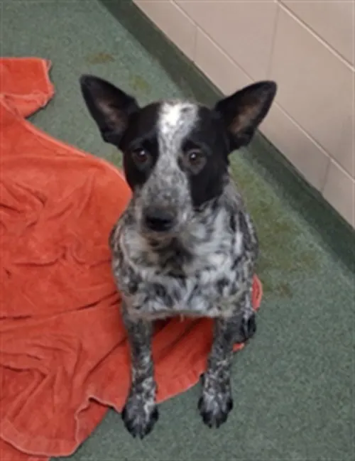 Adoptable Dog