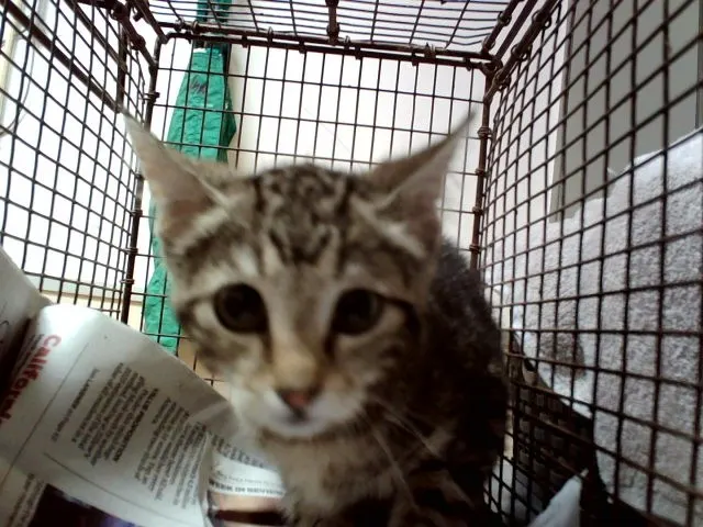 Adoptable Cat