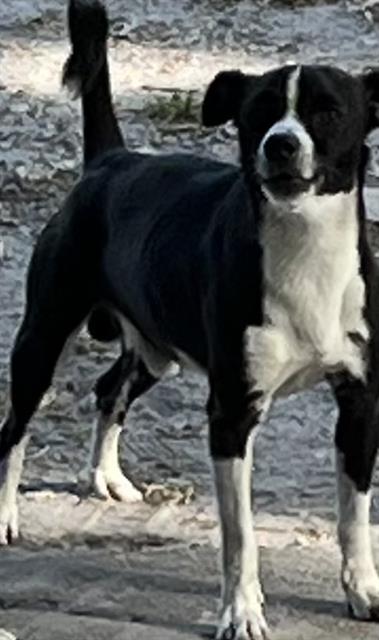 Rex