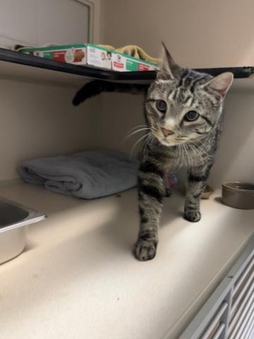 Adoptable Cat