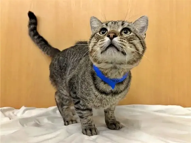 Bobby
