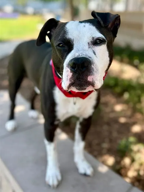 Benny