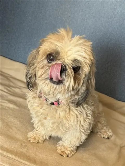 Daisy