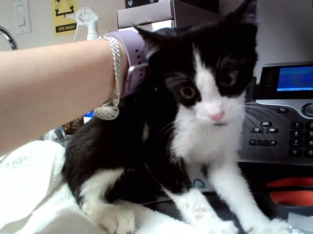 Adoptable Cat