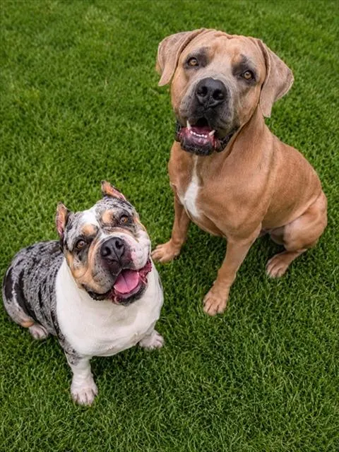 Nala