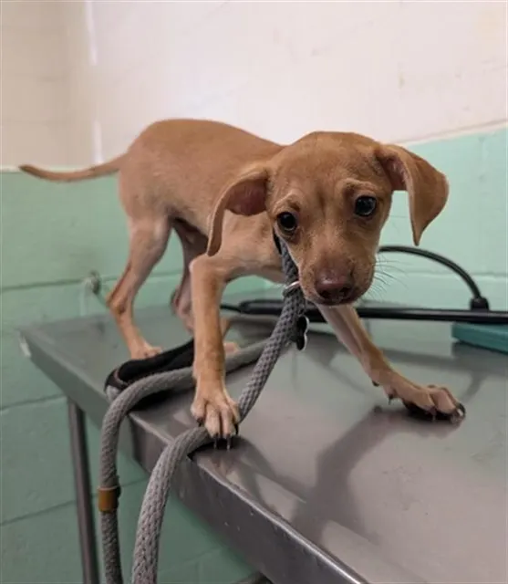 Adoptable Dog