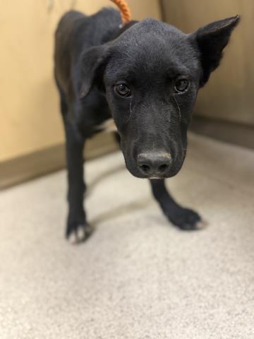 Adoptable Dog