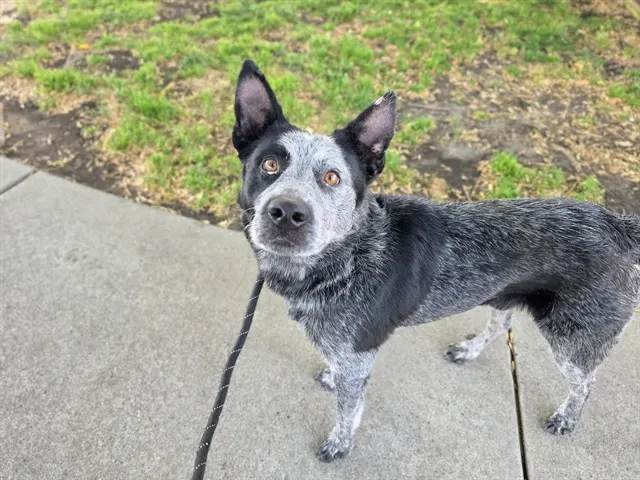 Pepper