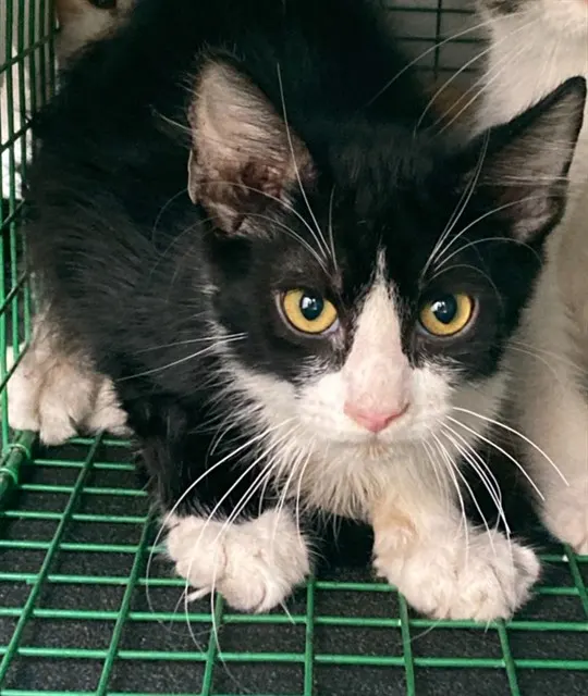 Adoptable Cat