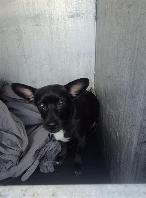 Oreo