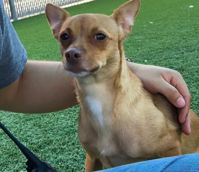 Adoptable Dog