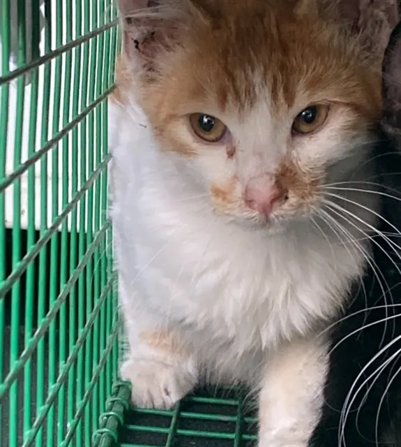 Adoptable Cat