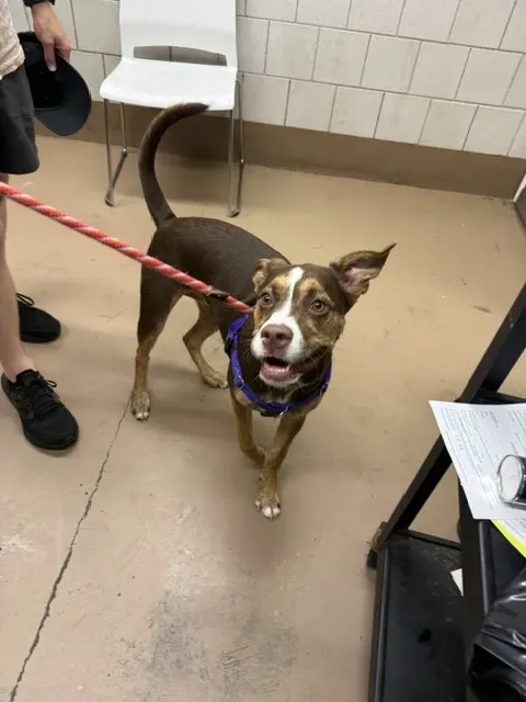 Adoptable Dog