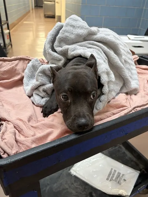 Adoptable Dog