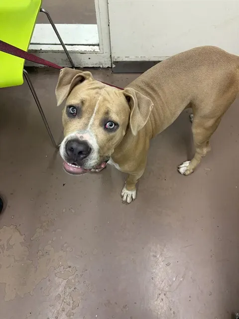 Adoptable Dog