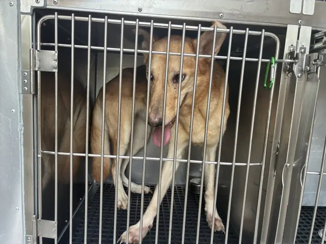 Adoptable Dog