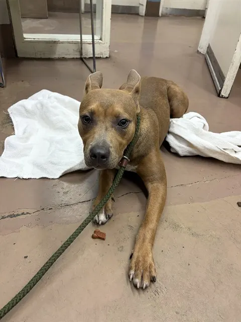 Adoptable Dog