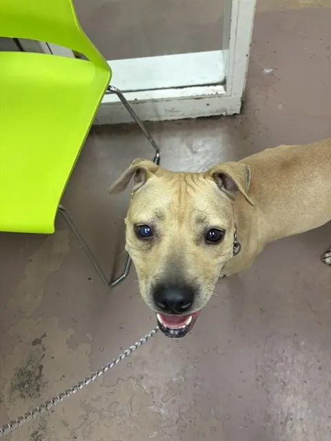 Adoptable Dog