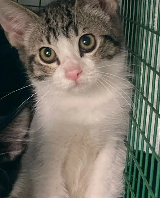 Adoptable Cat