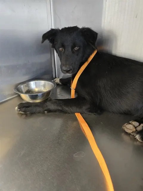 Adoptable Dog