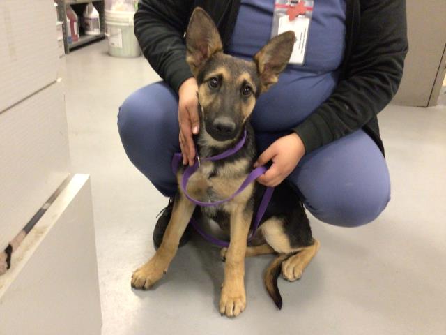 Adoptable Dog