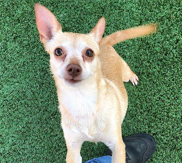 Adoptable Dog