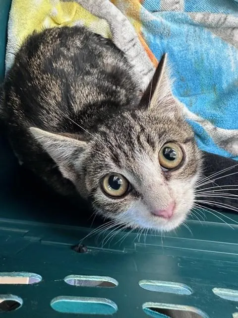 Adoptable Cat