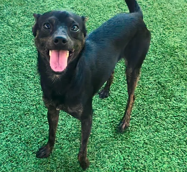 Adoptable Dog