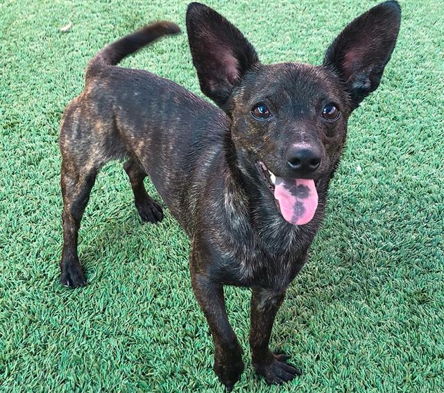Adoptable Dog