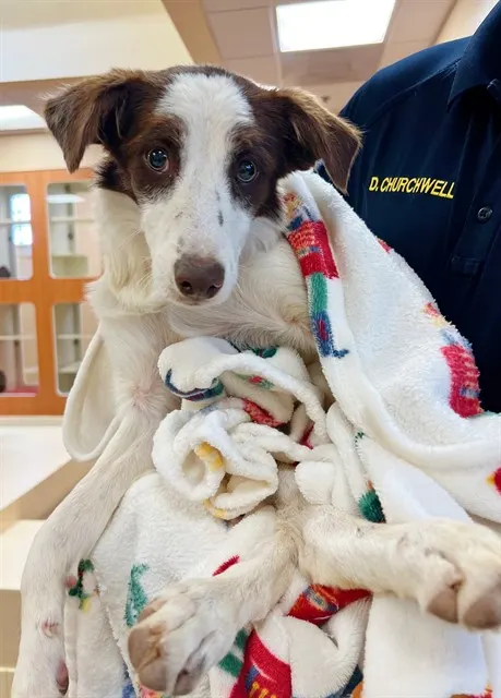 Adoptable Dog
