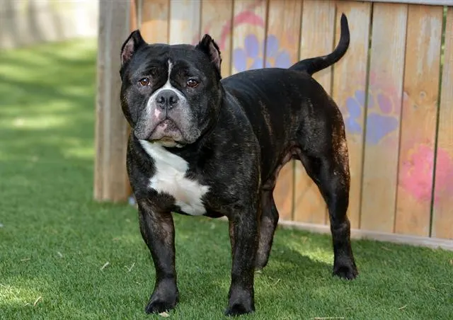 Adoptable Dog