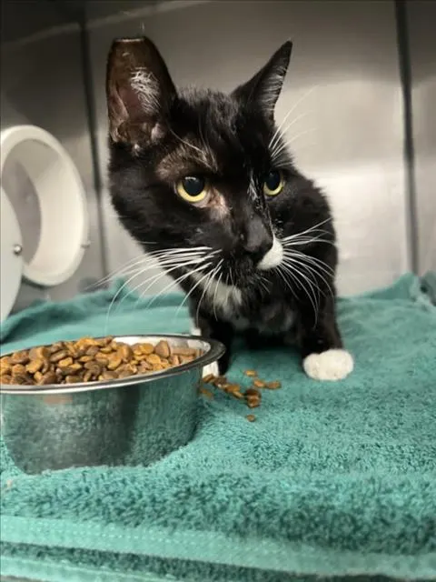 Adoptable Cat