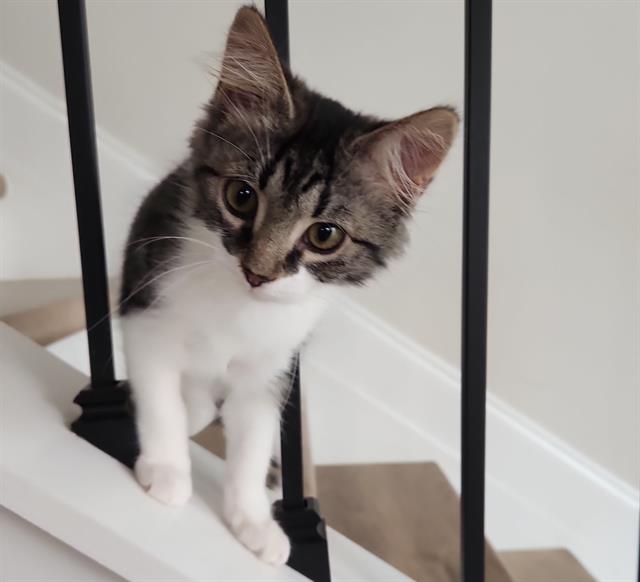 Adoptable Cat