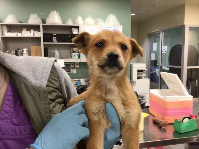 Adoptable Dog
