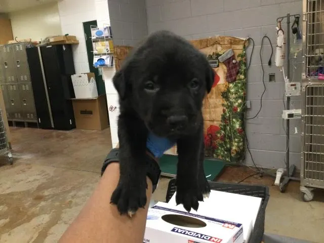 Adoptable Dog