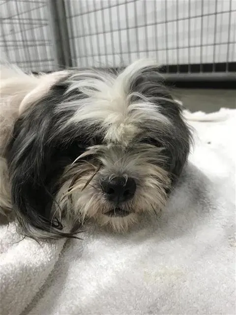 Adoptable Dog