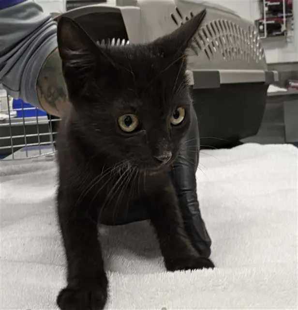 Adoptable Cat