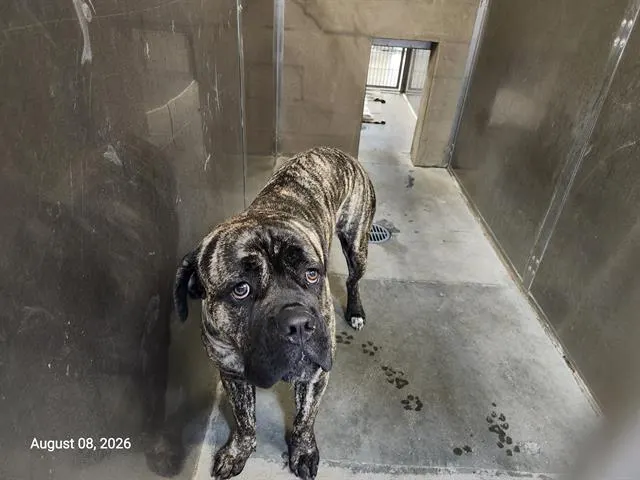 Enzo