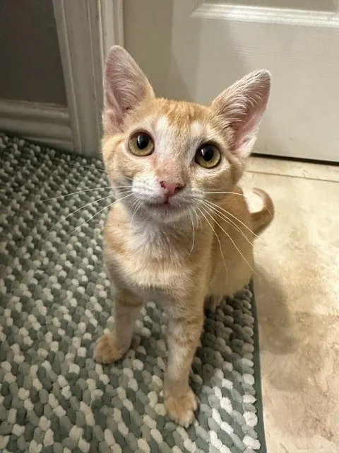 Mango*